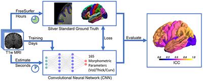 Brain Morphometry Estimation: From Hours to Seconds Using Deep Learning